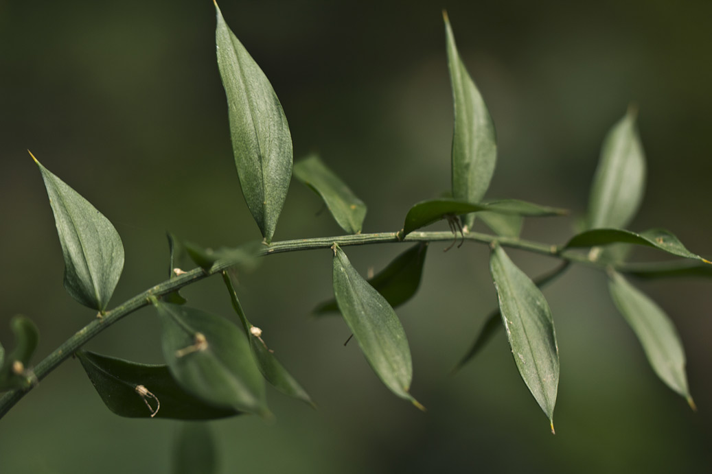 Изображение особи Ruscus aculeatus.