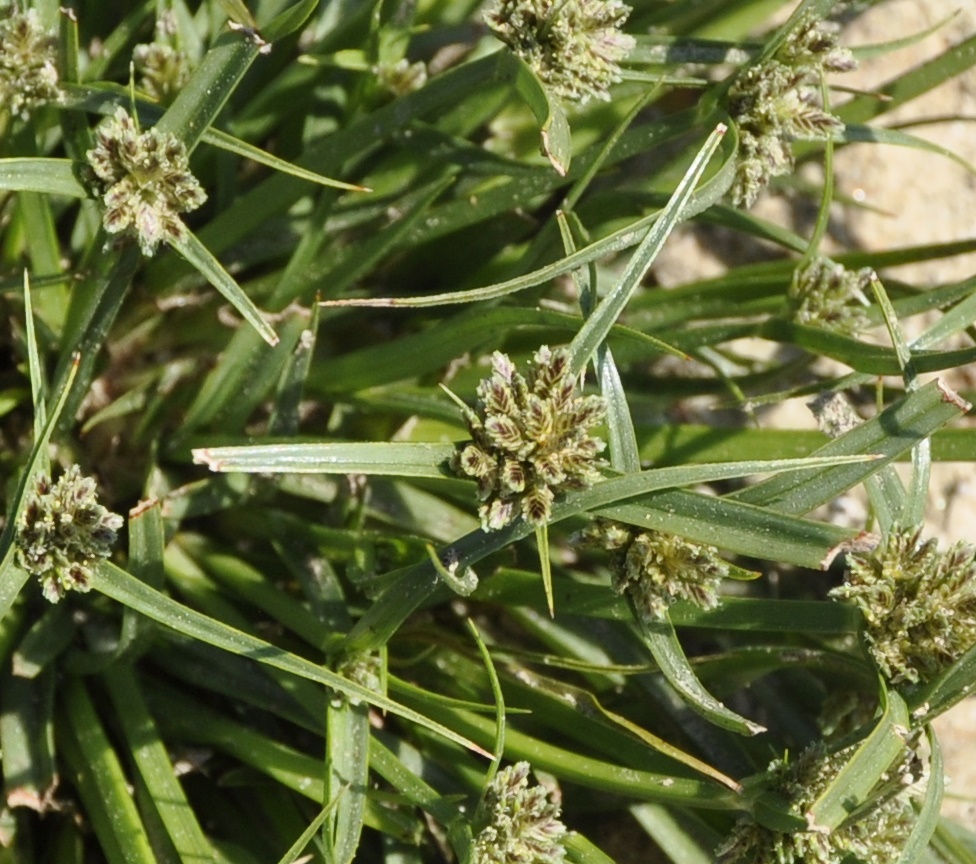 Image of Cyperus fuscus specimen.