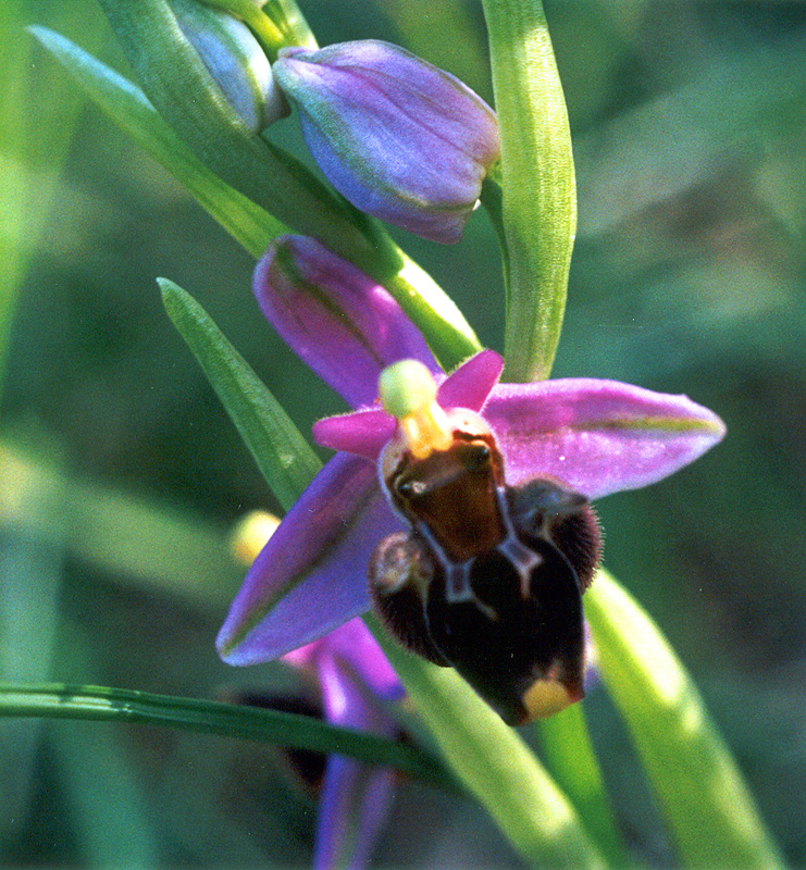 Изображение особи Ophrys oestrifera.