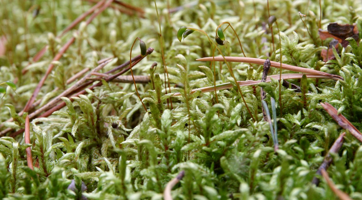 Image of Pleurozium schreberi specimen.