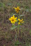 Helianthus annuus