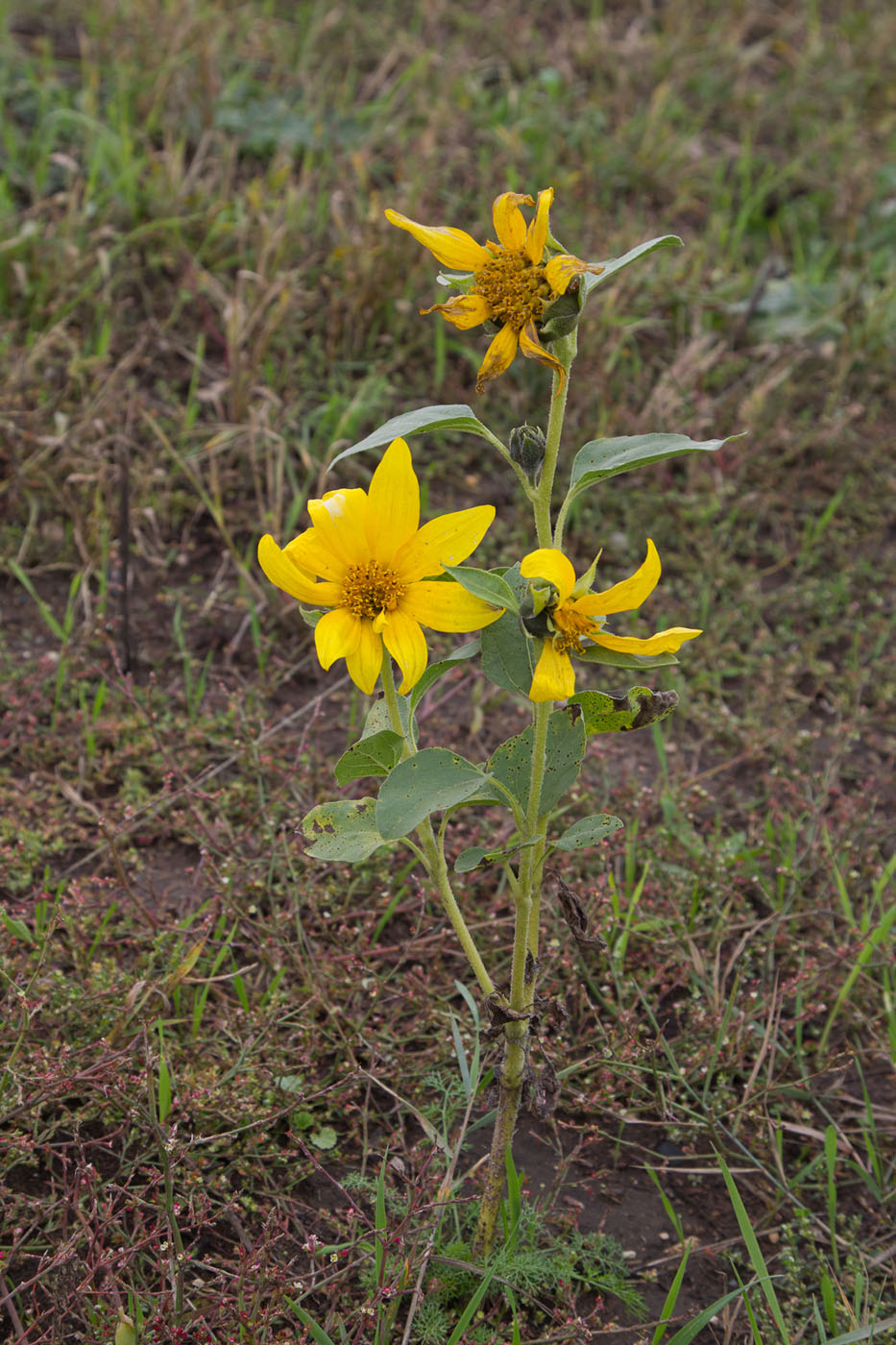 Изображение особи Helianthus annuus.