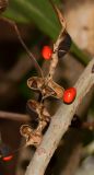 Erythrina corallodendron. Вскрывшиеся плоды. Израиль, Шарон, пос. Кфар Шмариягу, в культуре в озеленении. 10.01.2016.