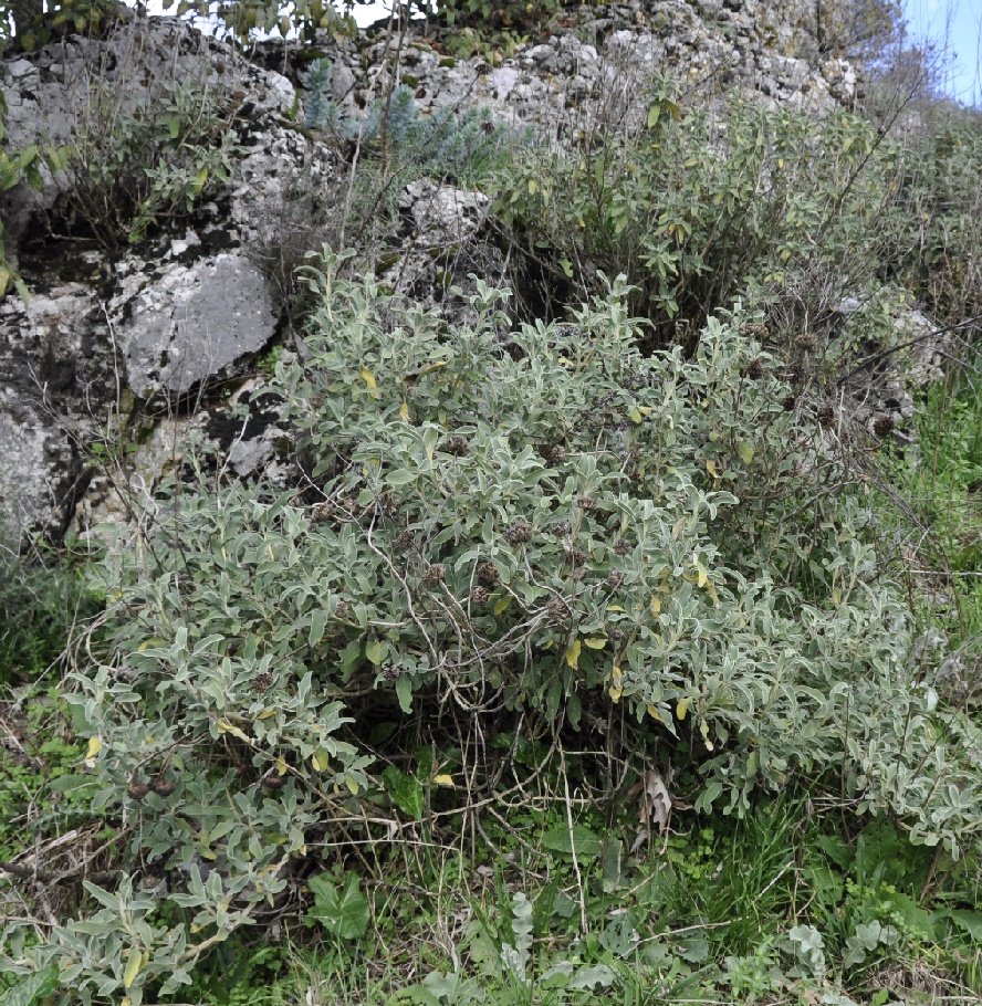 Изображение особи Phlomis fruticosa.