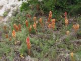 Orobanche centaurina