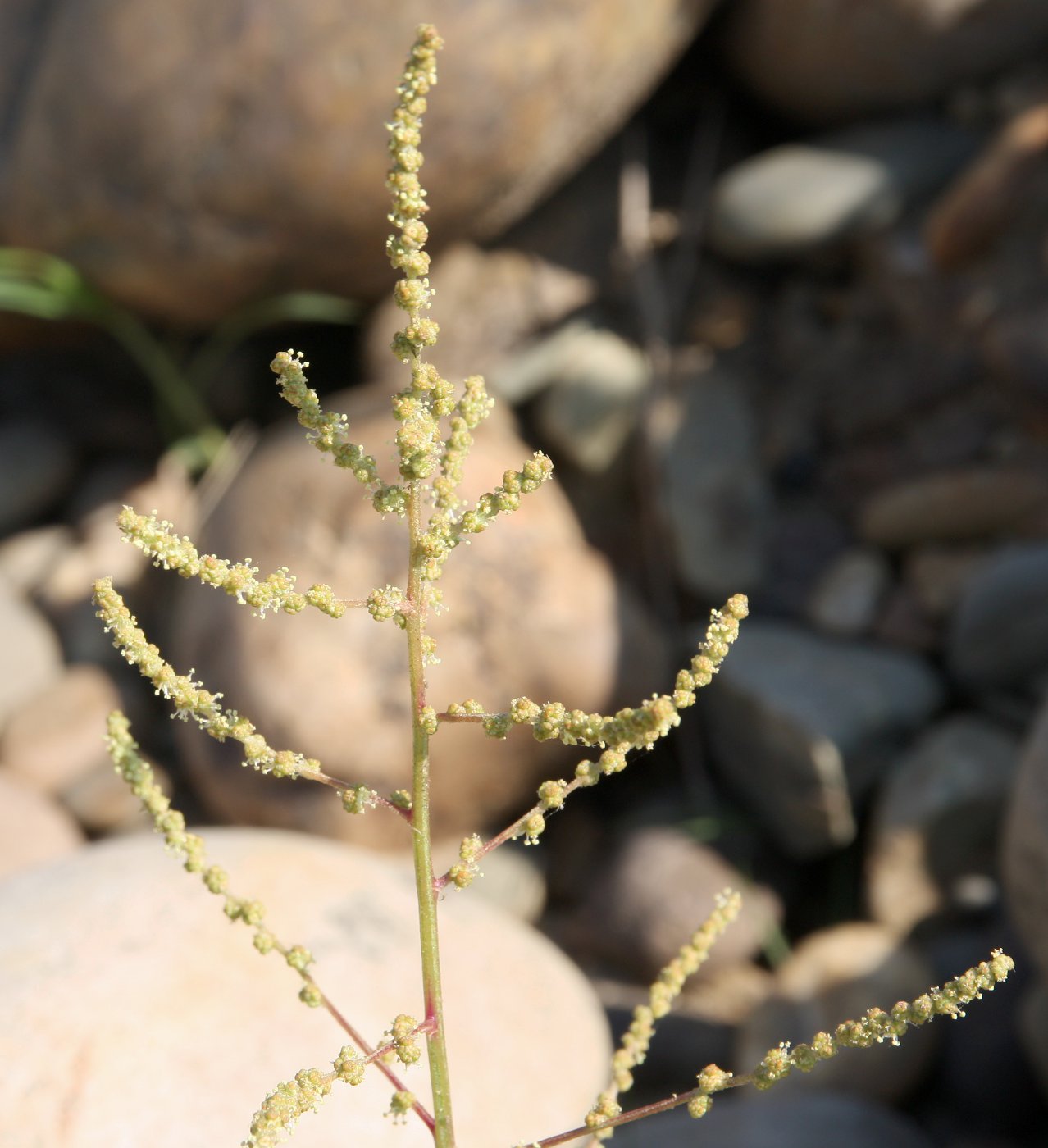 Image of Chenopodium acuminatum specimen.