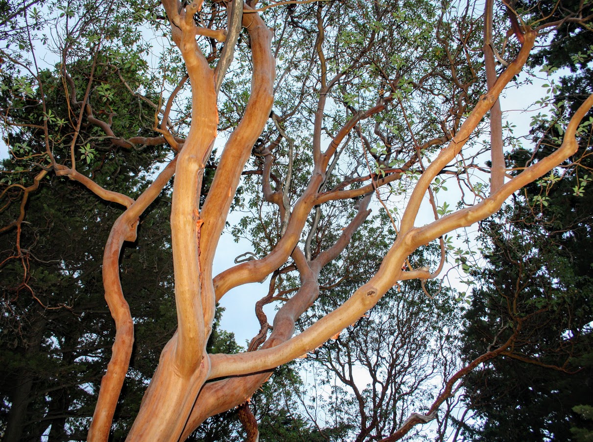 Image of Arbutus andrachne specimen.