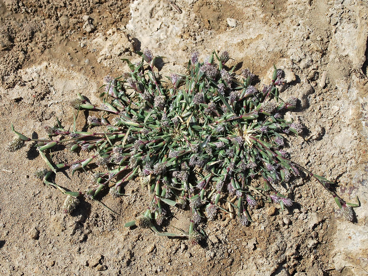 Image of Crypsis schoenoides specimen.