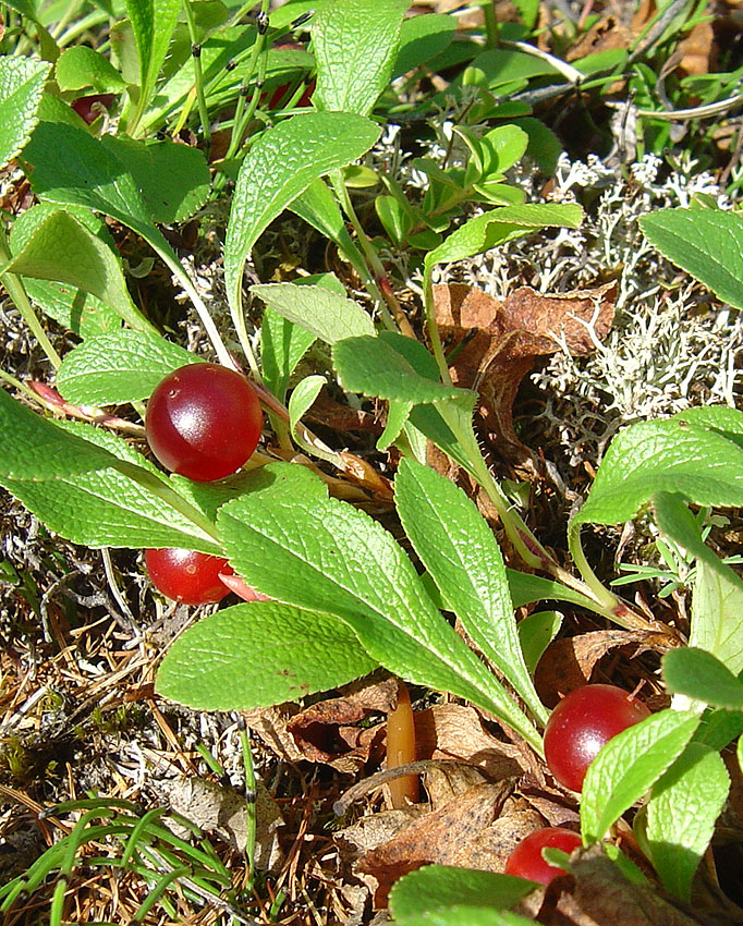 Изображение особи Arctous erythrocarpa.