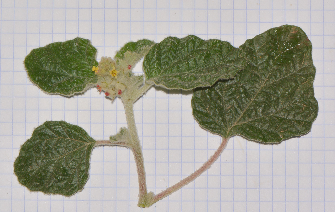 Изображение особи Chrozophora plicata.