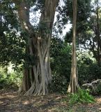 Ficus obliqua