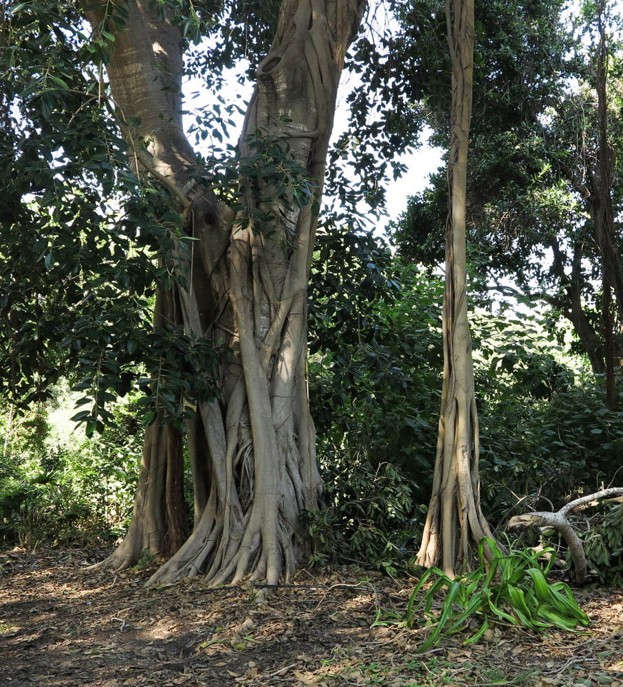 Image of Ficus obliqua specimen.