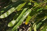 Banksia serrata