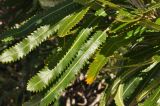 Banksia serrata. Листья. Австралия, штат Квинсленд, о. Фрейзер, берег пресного озера Birrabeen. 11.08.2013.