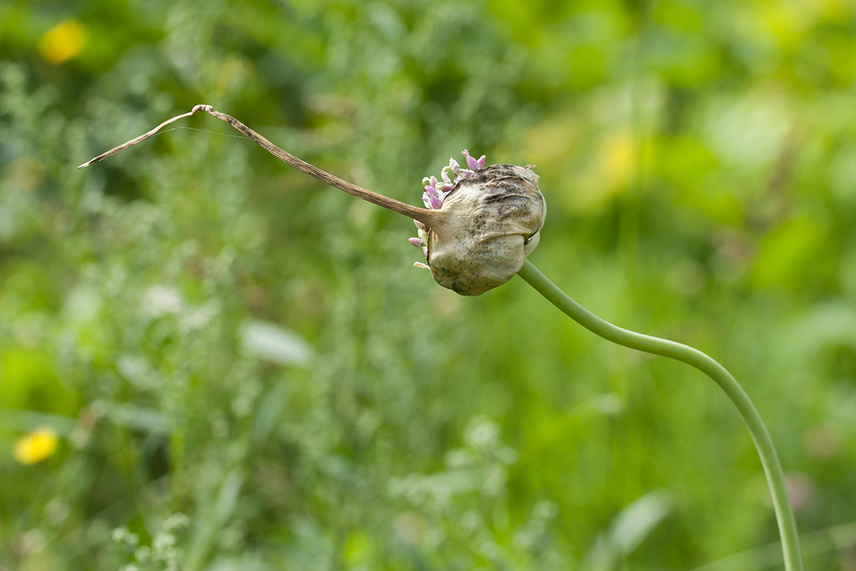 Image of Allium sativum specimen.