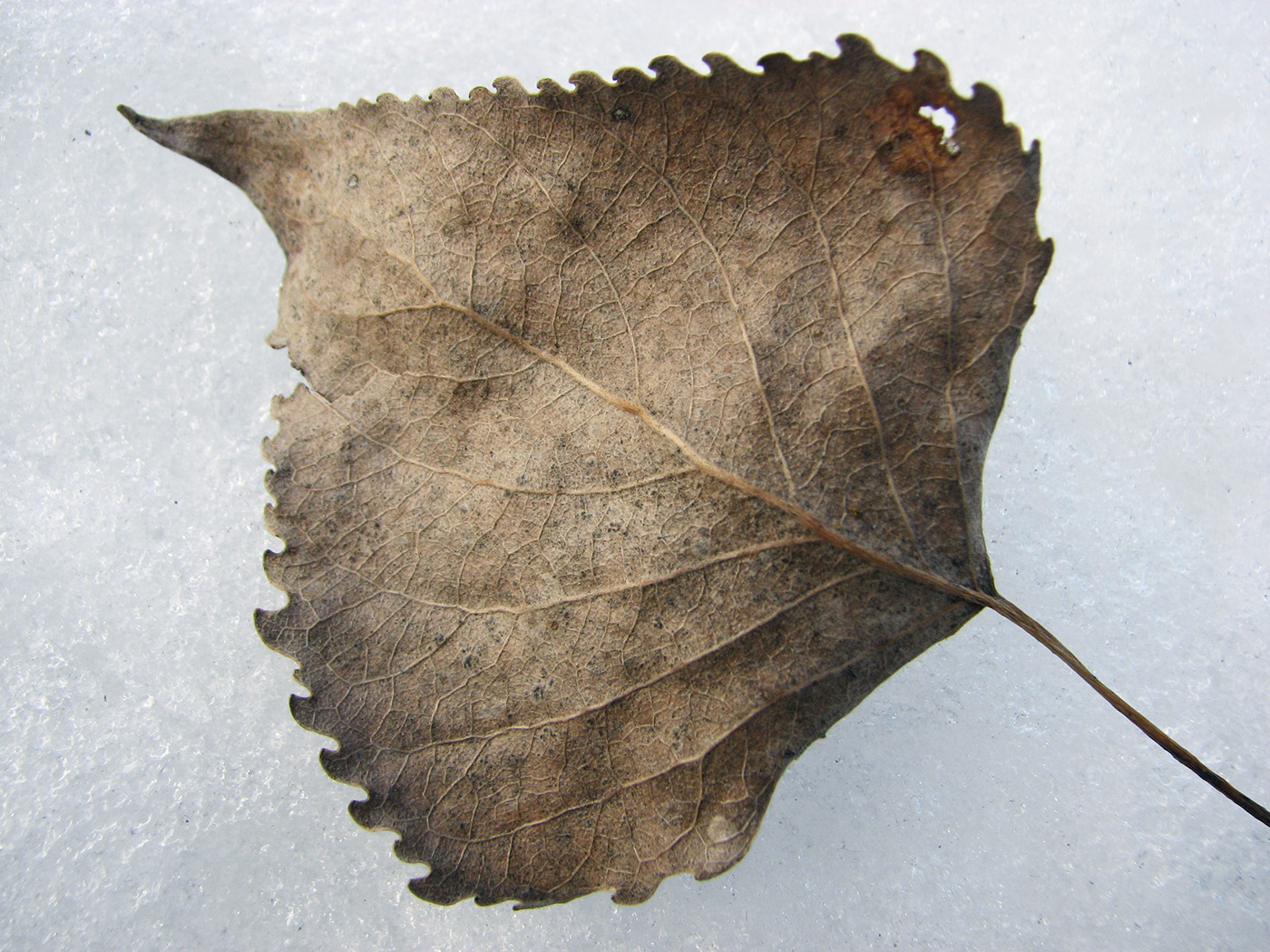 Изображение особи Populus &times; canadensis.