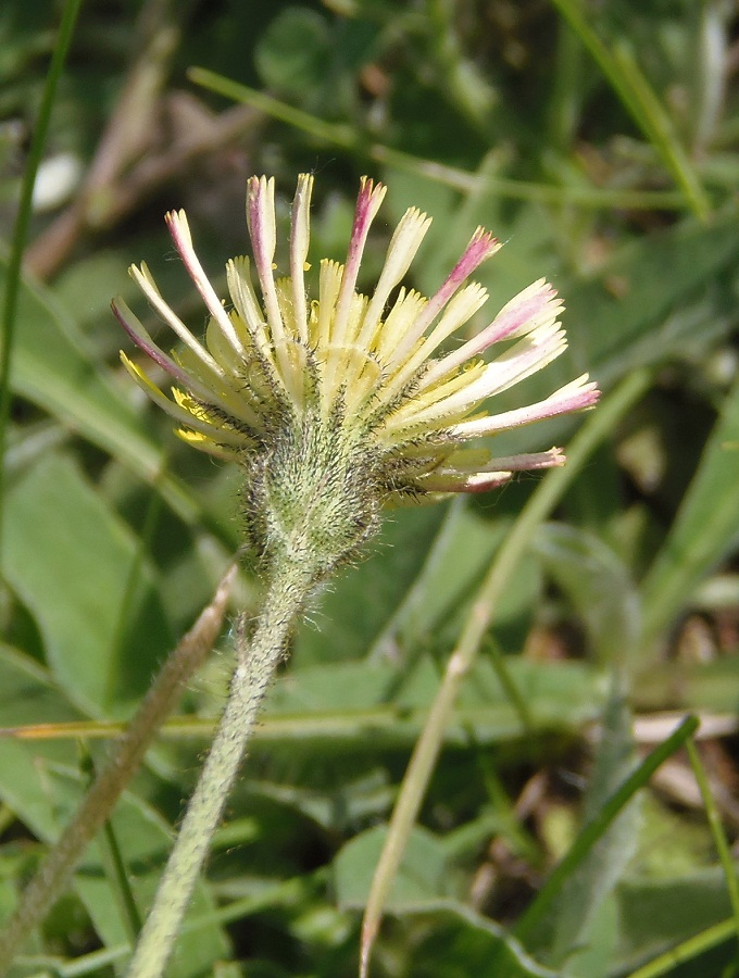 Изображение особи Pilosella officinarum.