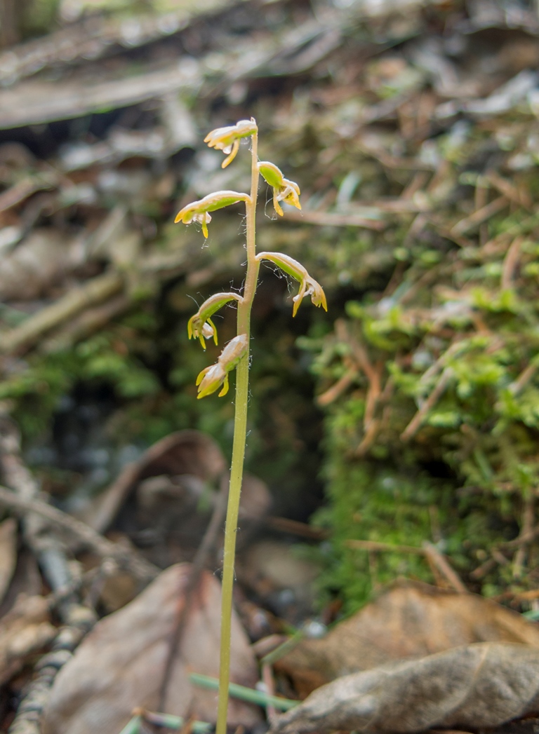 Image of Corallorhiza trifida specimen.