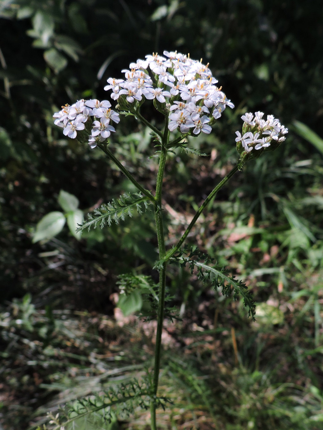 Изображение особи род Achillea.