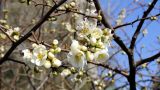 Chaenomeles speciosa