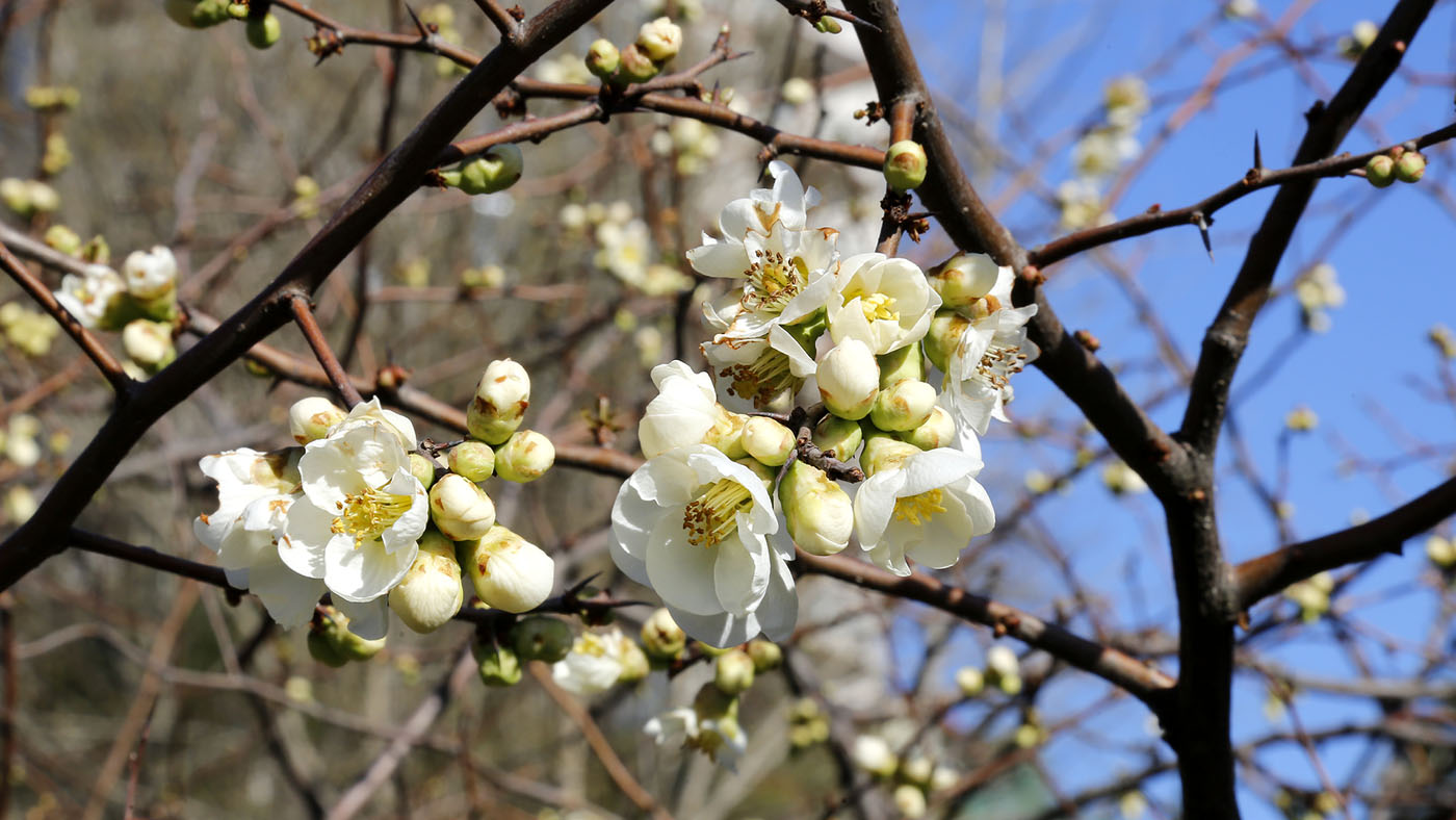 Image of Chaenomeles speciosa specimen.