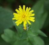 Hieracium sabaudum