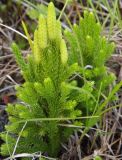 Lycopodium juniperoideum