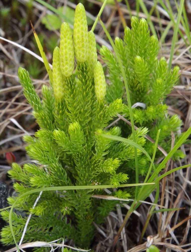 Изображение особи Lycopodium juniperoideum.