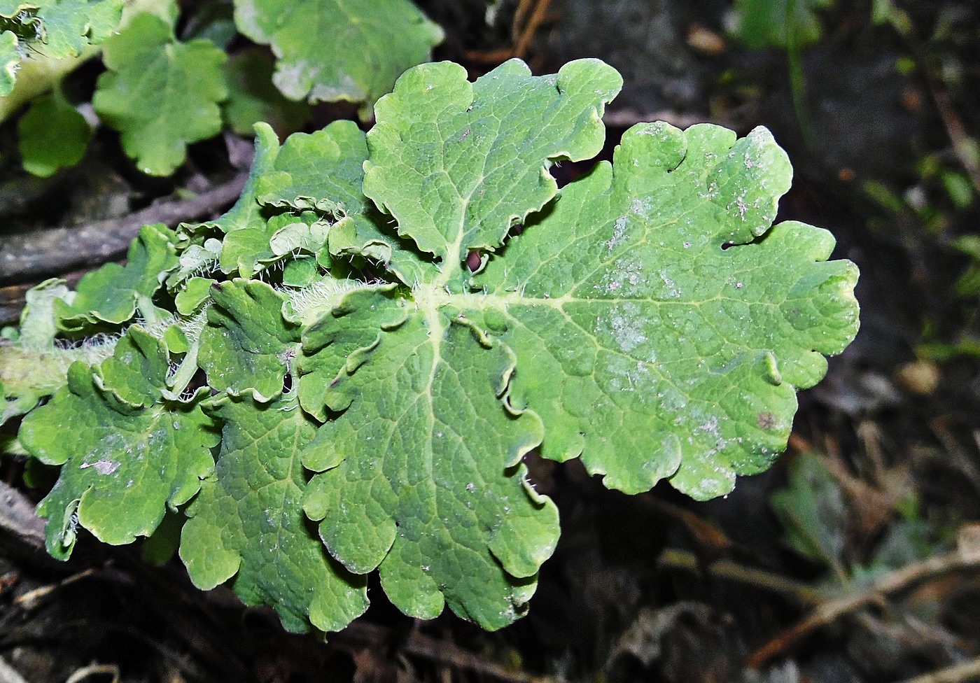 Image of Chelidonium majus specimen.