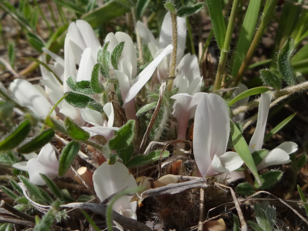 Изображение особи Astragalus dolichophyllus.