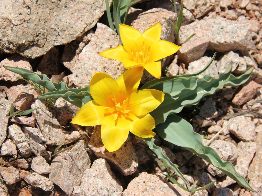 Image of Tulipa dubia specimen.