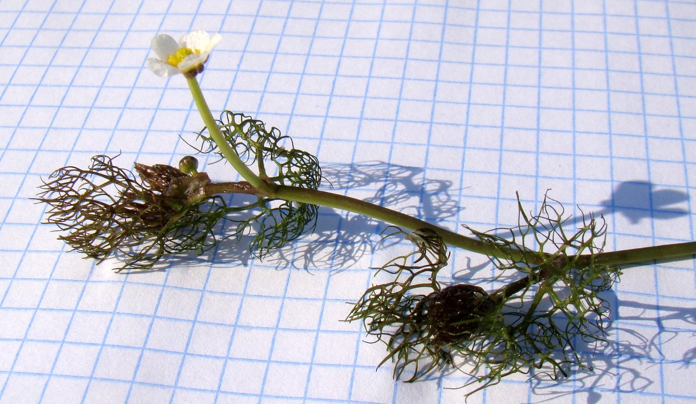 Image of Ranunculus trichophyllus specimen.