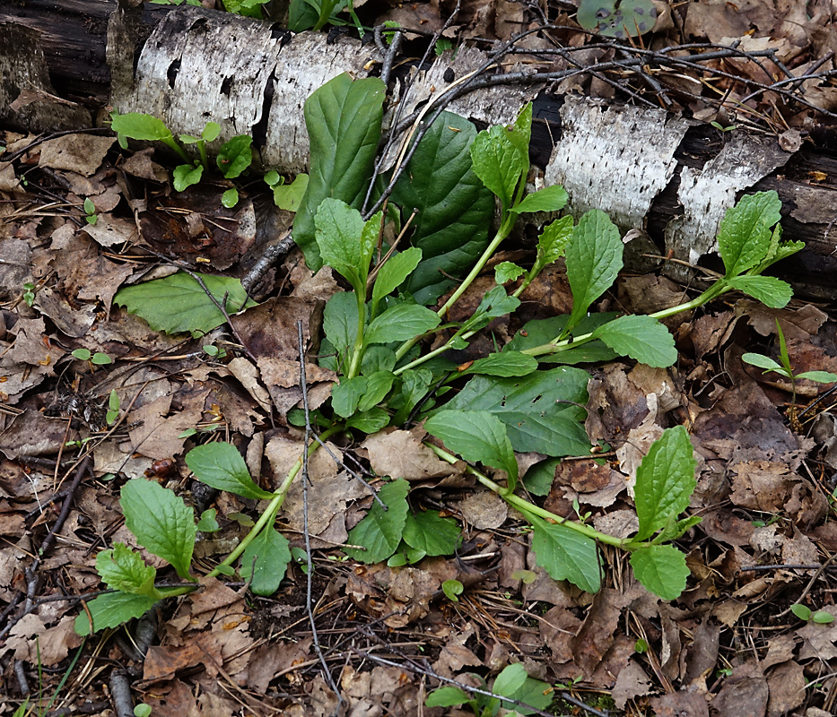 Image of Ajuga reptans specimen.