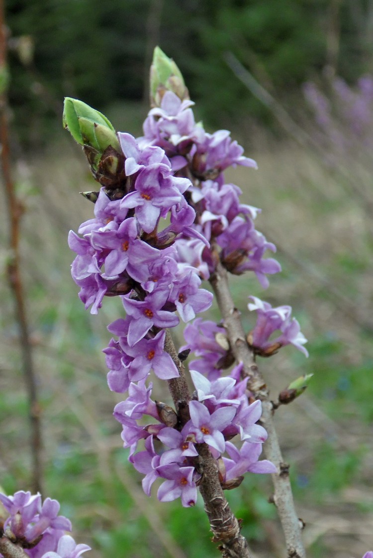 Image of Daphne mezereum specimen.