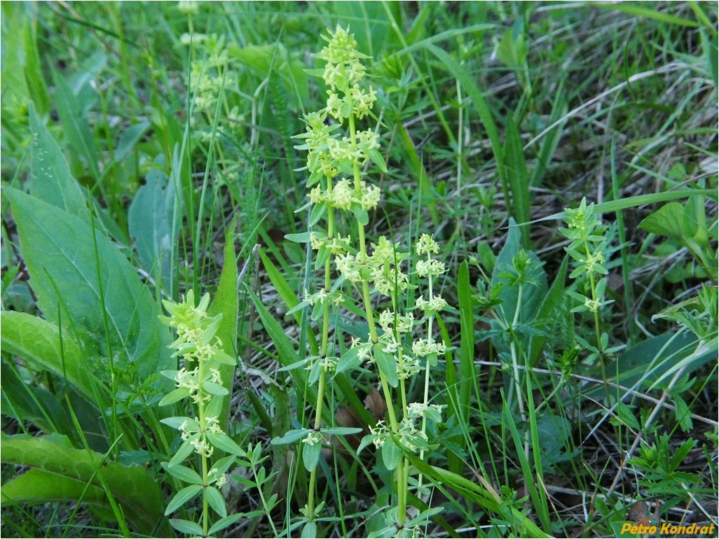 Image of Cruciata glabra specimen.