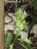 Trifolium scabrum. Соцветие с частично удаленными цветками. Крым, окр. Севастополя, Чернореченский каньон, каменистая осыпь в можжевеловом редколесье. 26 мая 2017 г.