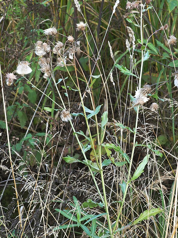 Image of Cirsium setosum specimen.