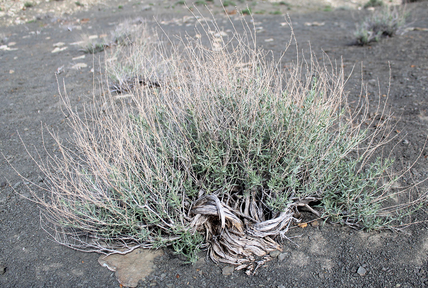 Изображение особи Artemisia deserti.