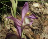 Limodorum abortivum variety viride. Цветок. Крым, окр. Алушты, гора Урага, дубовый лес. 4 июня 2017 г.