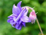 Aquilegia vulgaris