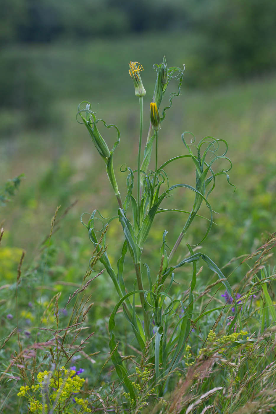 Изображение особи Tragopogon pratensis.