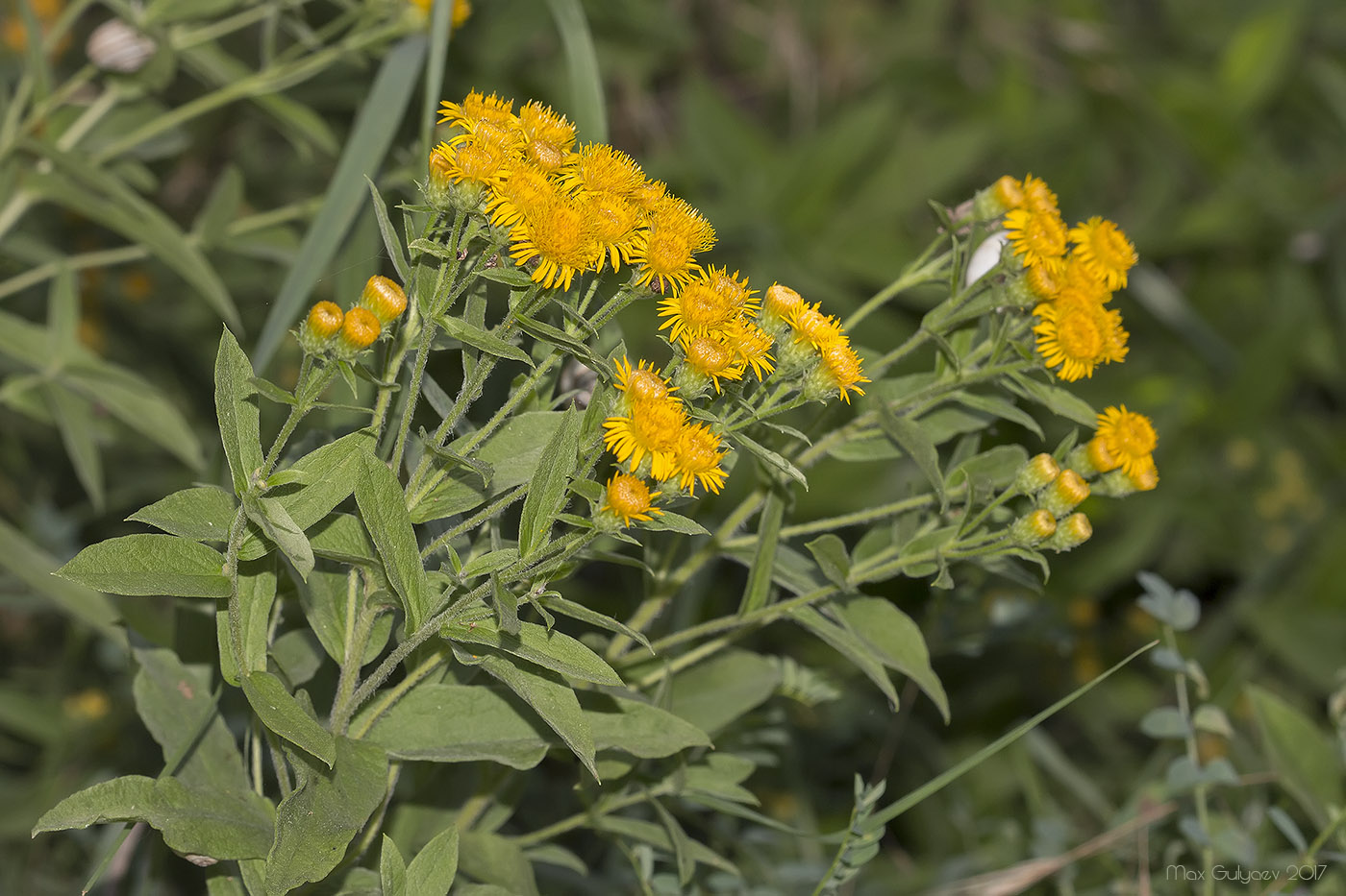 Изображение особи Inula germanica.