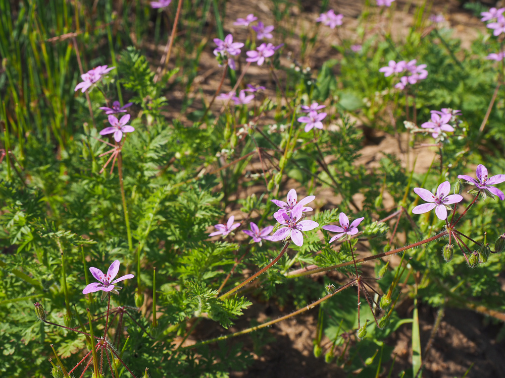 Изображение особи Erodium cicutarium.