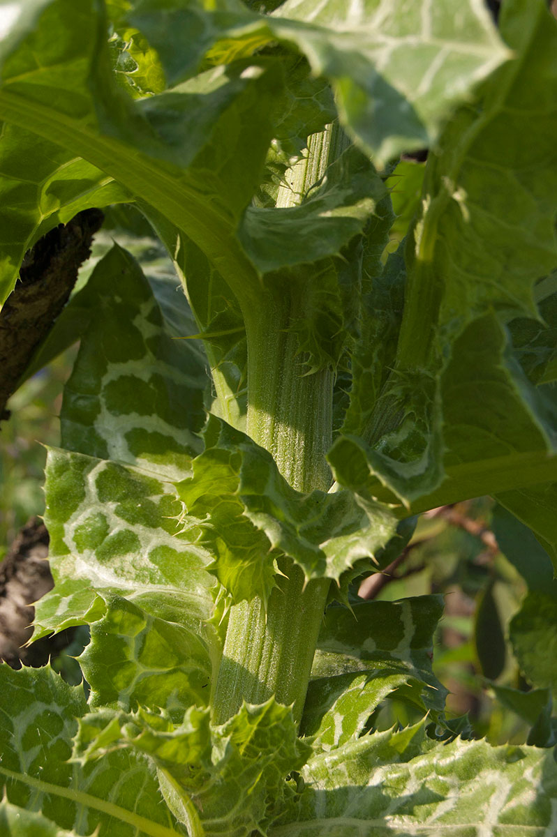 Image of Silybum marianum specimen.