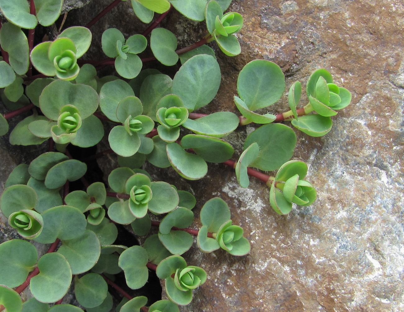 Image of Veronica glareosa specimen.