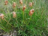 Trifolium polyphyllum. Плодоносящее растение. Кабардино-Балкария, Эльбрусский р-н, долина р. Адылсу, ок. 2450 м н.у.м., субальпийский луг. 23.08.2017.