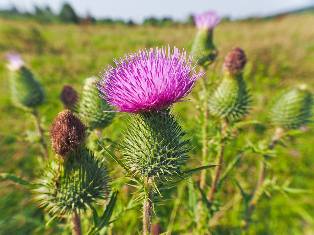 Изображение особи Cirsium vulgare.