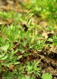 Corydalis tarkiensis. Плодоносящее растение. Дагестан, Махачкала. 07.04.2010.