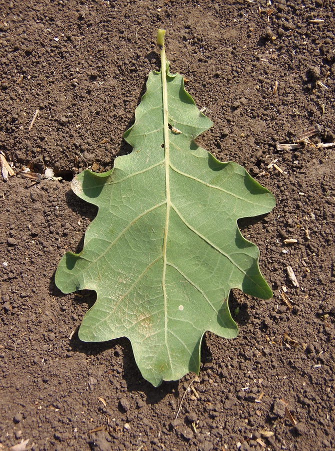 Image of genus Quercus specimen.