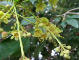Harpullia pendula
